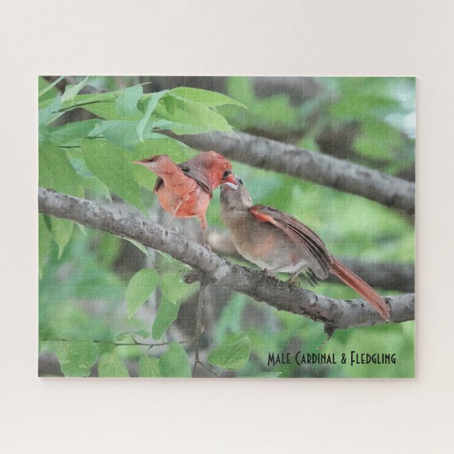 Male Cardinal & Fledgling, bird lover's  Jigsaw Puzzle (Horizontal)