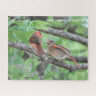 Male Cardinal & Fledgling, bird lover's Jigsaw Puzzle