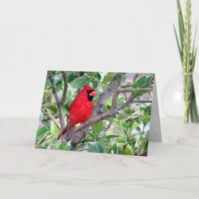 Male Cardinal Greeting Card (Front)