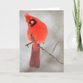 Male Cardinal in Snow Holiday Card