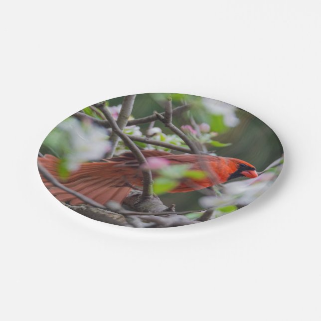 Male Cardinal in Springtime Paper Plates (Angled)