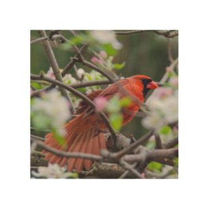 Male Cardinal in Springtime Wood Wall Art