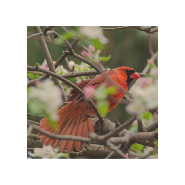 Male Cardinal in Springtime Wood Wall Art (Front)
