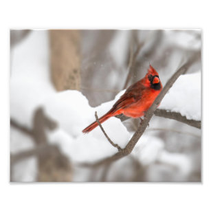 Male Cardinal in the Snow Photo Print