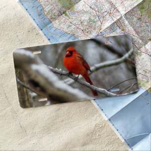 Male Cardinal License Plate