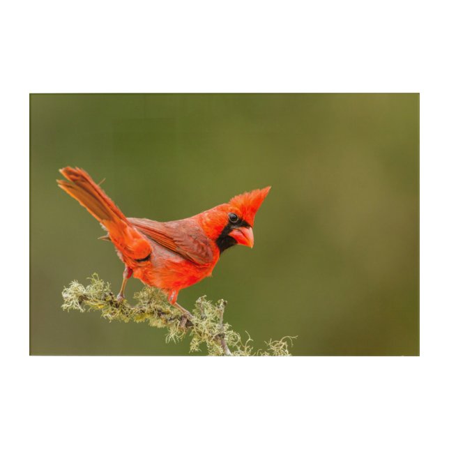 Male Cardinal on Limb Acrylic Print (Front)