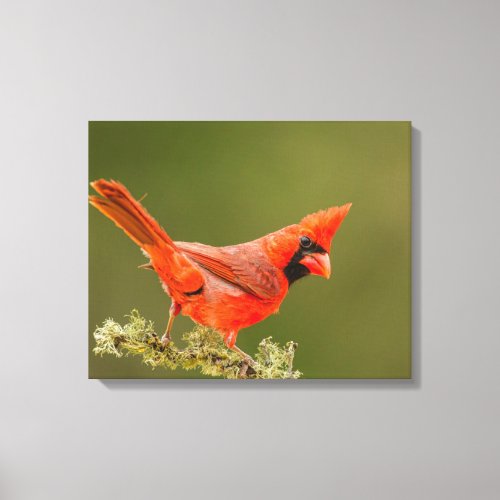 Male Cardinal on Limb Canvas Print