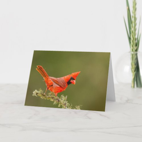 Male Cardinal on Limb Card
