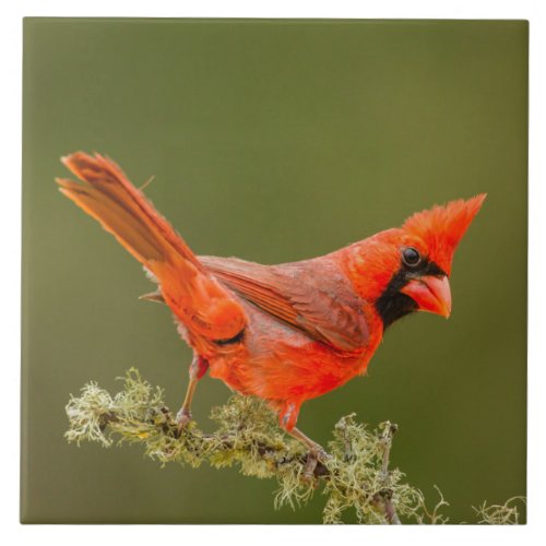 Male Cardinal on Limb Ceramic Tile