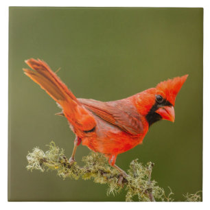 Male Cardinal on Limb Ceramic Tile