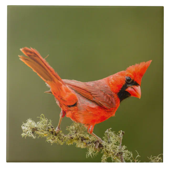 Male Cardinal on Limb Ceramic Tile | Zazzle