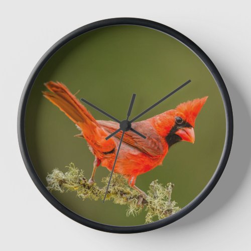 Male Cardinal on Limb Clock