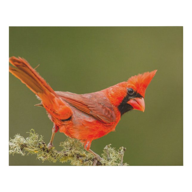 Male Cardinal on Limb Faux Canvas Print (Front)