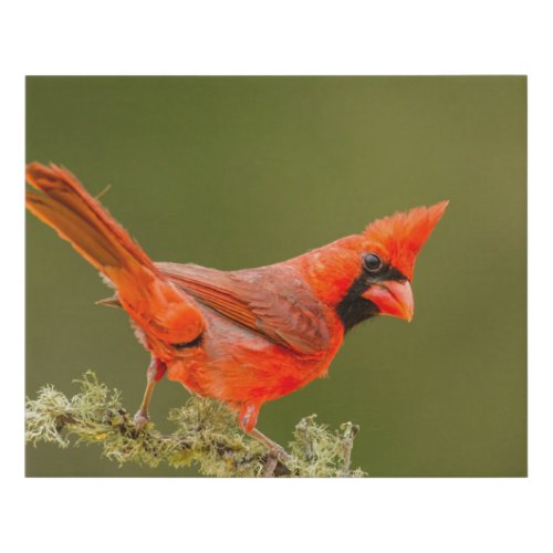 Male Cardinal on Limb Faux Canvas Print