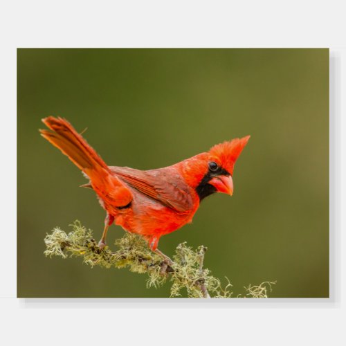 Male Cardinal on Limb Foam Board