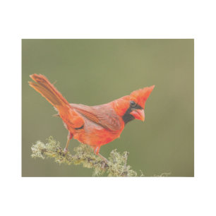 Male Cardinal on Limb Gallery Wrap
