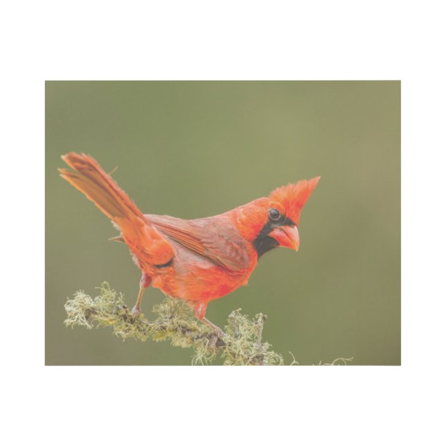Male Cardinal on Limb Gallery Wrap (Front)