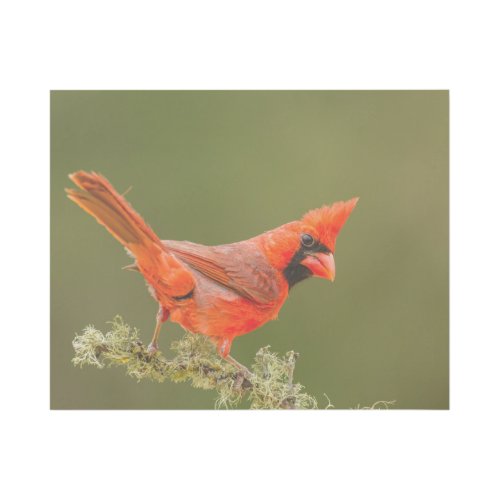 Male Cardinal on Limb Gallery Wrap