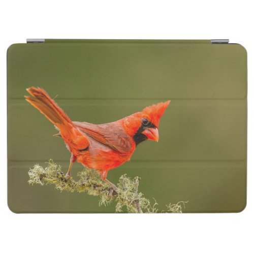Male Cardinal on Limb iPad Air Cover
