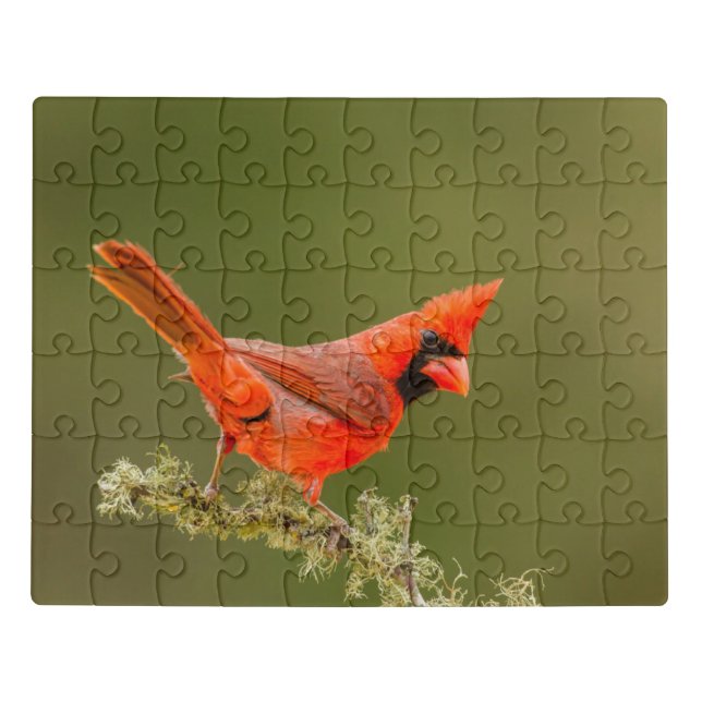 Male Cardinal on Limb Jigsaw Puzzle (Puzzle Horizontal)