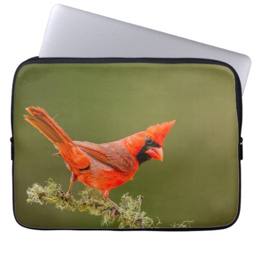Male Cardinal on Limb Laptop Sleeve