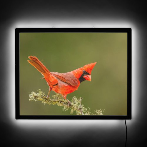 Male Cardinal on Limb LED Sign