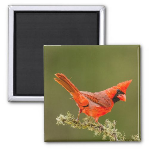 Male Cardinal on Limb Magnet