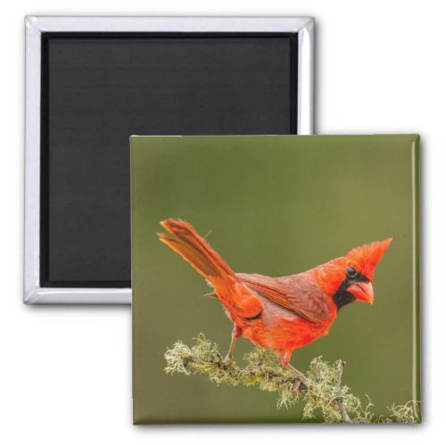 Male Cardinal on Limb Magnet