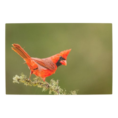 Male Cardinal on Limb Metal Print