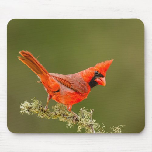 Male Cardinal on Limb Mouse Pad