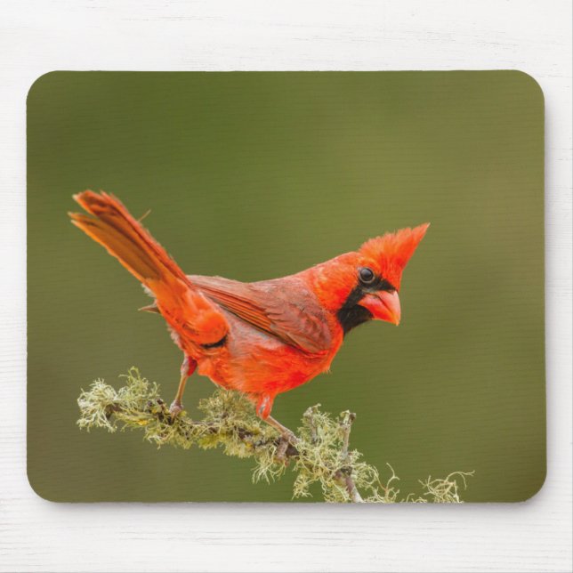 Male Cardinal on Limb Mouse Pad (Front)