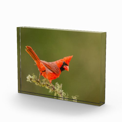 Male Cardinal on Limb Photo Block
