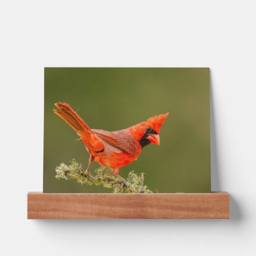 Male Cardinal on Limb Picture Ledge
