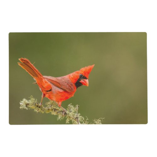 Male Cardinal on Limb Placemat