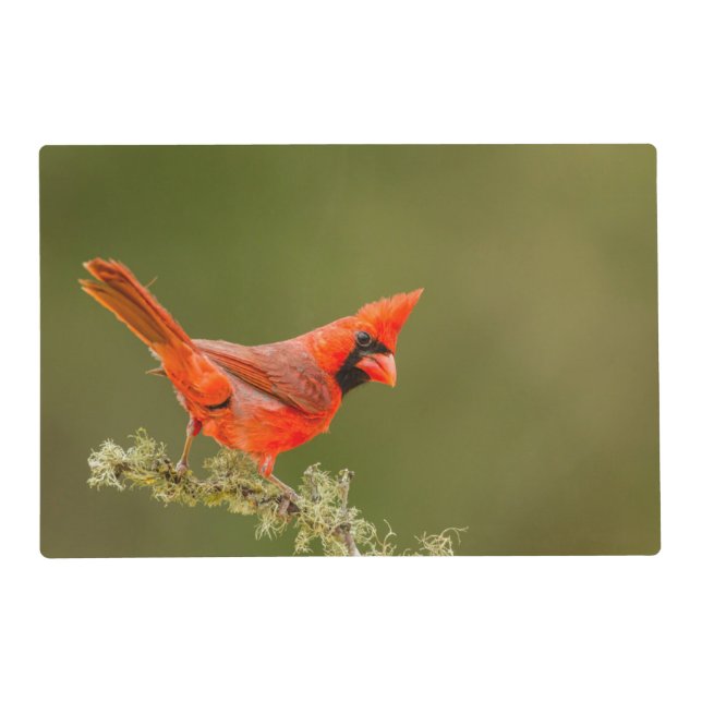 Male Cardinal on Limb Placemat (Front)