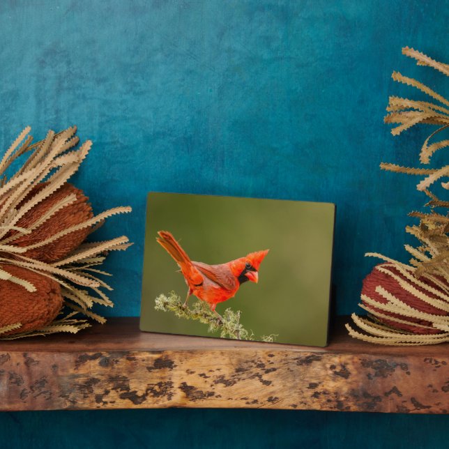 Male Cardinal on Limb Plaque (Side)