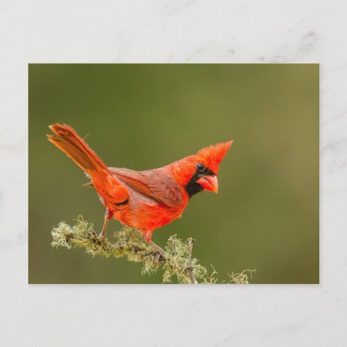 Male Cardinal on Limb Postcard