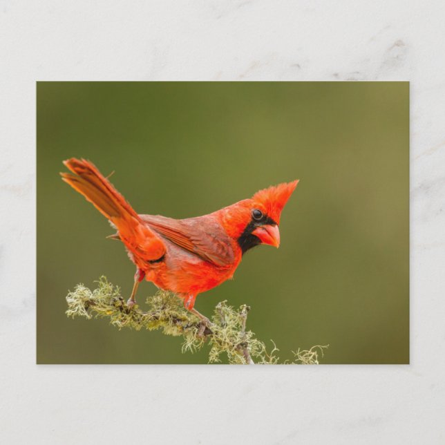 Male Cardinal on Limb Postcard (Front)