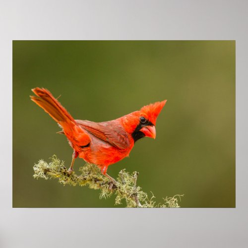 Male Cardinal on Limb Poster
