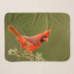 Male Cardinal on Limb Sherpa Blanket