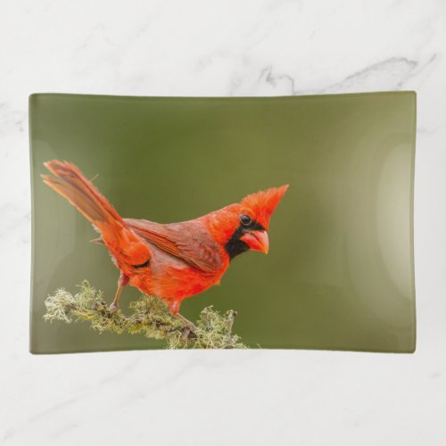 Male Cardinal on Limb Trinket Tray