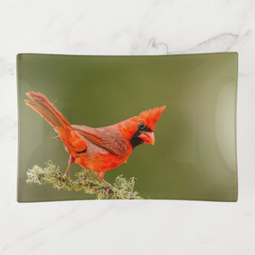 Male Cardinal on Limb Trinket Tray