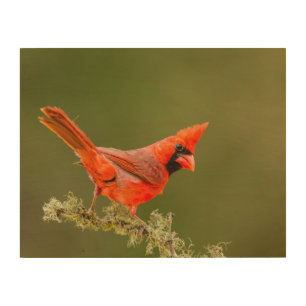 Male Cardinal on Limb Wood Wall Art
