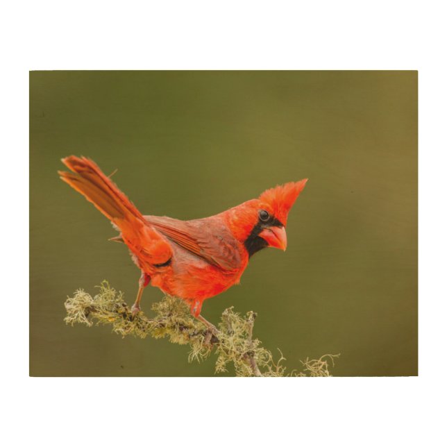Male Cardinal on Limb Wood Wall Art (Front)
