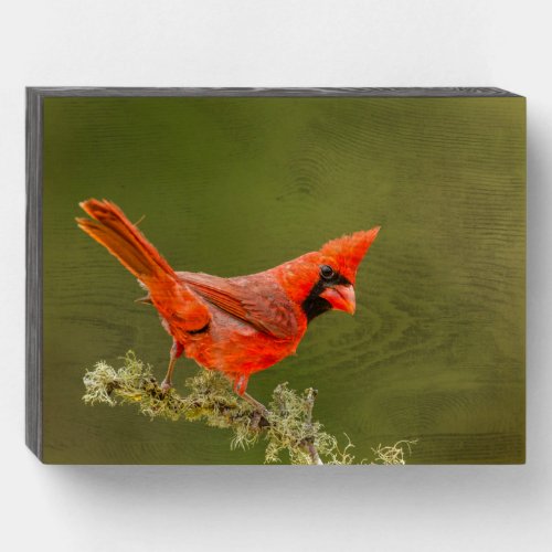 Male Cardinal on Limb Wooden Box Sign