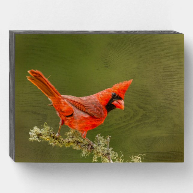 Male Cardinal on Limb Wooden Box Sign (Front Horizontal)