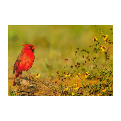 Male Cardinal on Log Acrylic Print