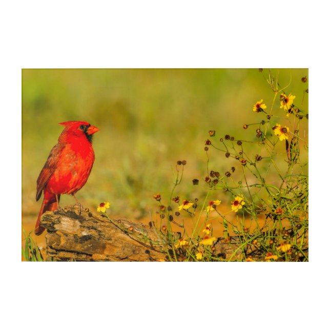 Male Cardinal on Log Acrylic Print (Front)