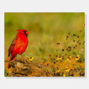 Male Cardinal on Log Foam Board