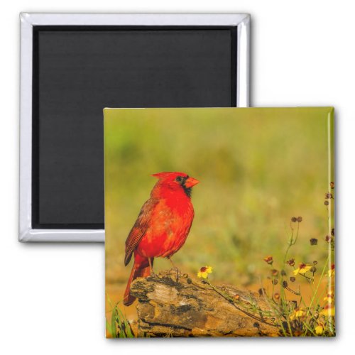 Male Cardinal on Log Magnet